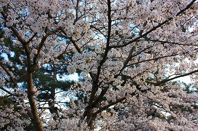 倉敷酒津公園０３