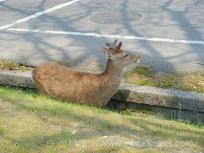 東大寺０６